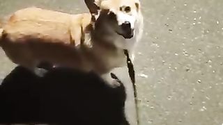 Funny animal videos 17