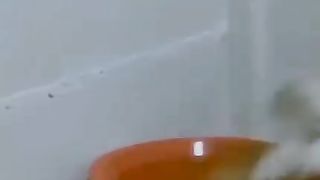 Funny animal videos 18