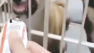 Funny animal videos 19