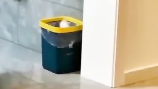 Funny animal videos 20