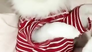 Funny animal videos 21
