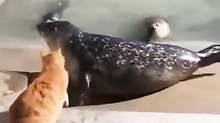 Funny animal videos 23