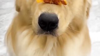 Funny moments with dogs and cats #animalsbefuddledbehavior