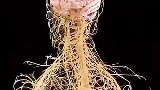 A human body