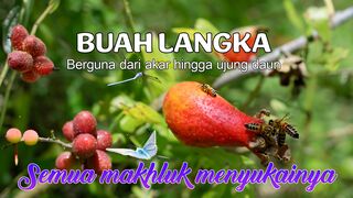 Peluang bisnis tanpa modal | cari buah ini dan jual | banyak tumbuh liar di desa desa