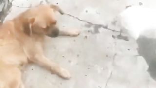 If you don’t give it, you will faint and come back. If you have milk, you will be a mother #Funny Video #Animal Becomes Fine #Must see the end