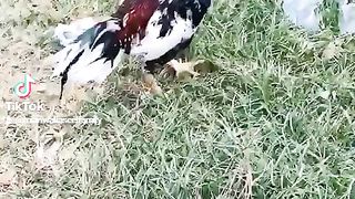 Mianwali Aseel breed
