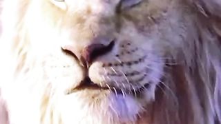 We are tigers