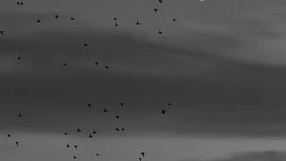 The Dark