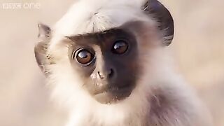 A young monkey ????