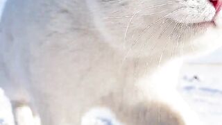 High definition version! Optical image stabilization, image stability once again improved, run big white# Me and my cat