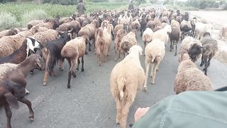 50 beautiful goats breeds of Pakistan!! Best goats in meet eidulazha