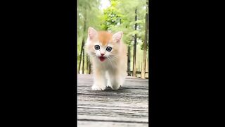 New Funny cat videos|mind blowing cats 2023