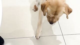 Acting Dog