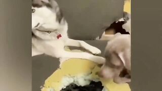 The funniest animals / Fun with cats and dogs 2023 4