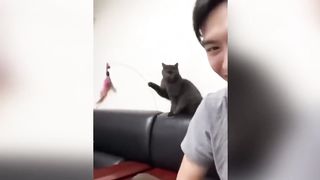 Cats did what they shouldn't do