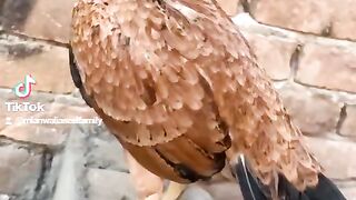 اصیل مرغیوں کی بیماری