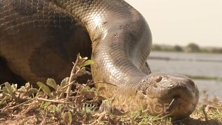 World's Largest Anaconda
