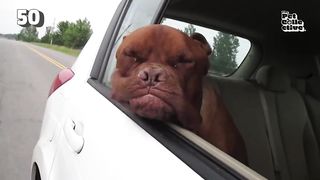 The World's Happiest Dog ???? | FUNNIEST Pets Of The Month