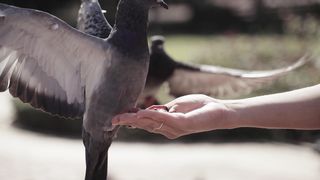 pigeon bird