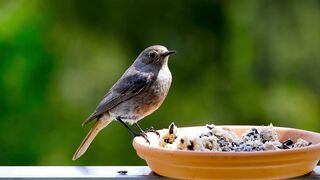 small song bird