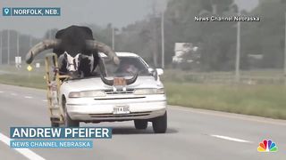 Car with giant bull ????