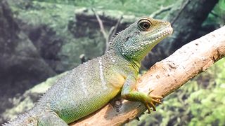 Water Dragon Lizard Chinese 2