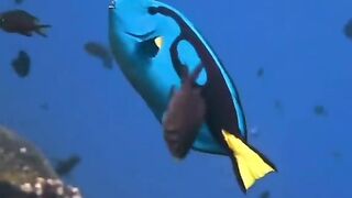 Amazing fishs