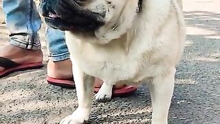 Cute Pug