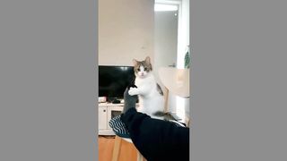 funny cat 78