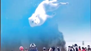 Funny Video #funfail #trytolough