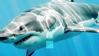 Why Is There No Great White Shark In Any Aquarium Of The World.