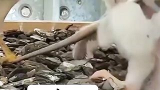 Eagle chick eating sneak