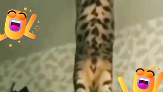 КОТКИ 33