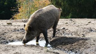 Wild Boar Puddle Puddle Of Water
