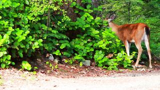 Deer Animal Food