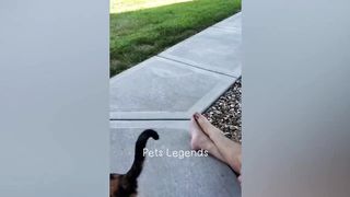 Funniest Animals 2023 ???? New Funny Cats and Dogs Videos ???????? 2