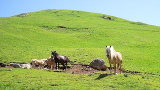 Horse Pasture Foal