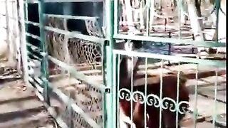 Funny | When a Lama Decides to Be a Jerk | FunFM