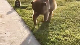 This dog surprises his owner again.