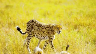 leopard 4k 2