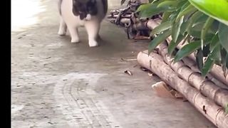 Funny cat 209