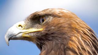 eagle 4k 3
