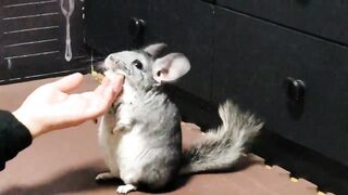 Massaging chinchillas