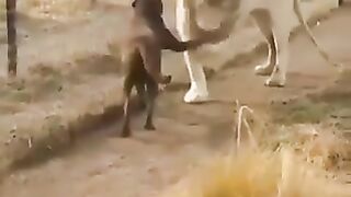 lion-hearted gentleman