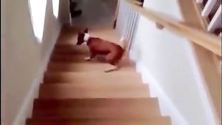 Dog going up the stairs looking behind him