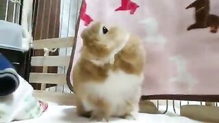 Rabbit grooming