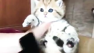 Unresisting Cat