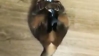 A cat with a terrible love for fish