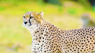 leopard 4k 3